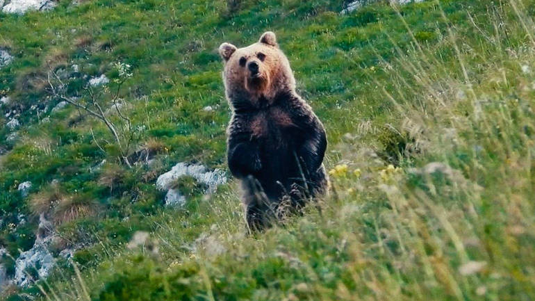 La convivenza tra uomini e orsi in un documentario