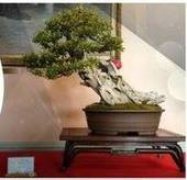 Pordenone: mostra Bonsai