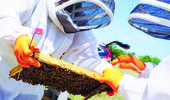 Regione Fvg: un tavolo permanente sulle api
