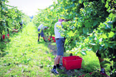 Vendemmia anticipata rispetto al solito